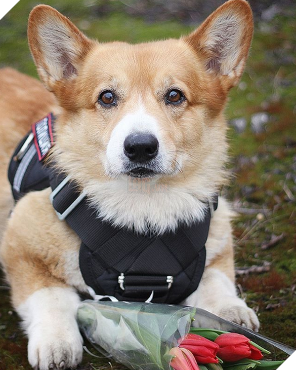 Sau 7 năm cống hiến thanh xu&#226;n cho ng&#224;nh cảnh s&#225;t, cuối c&#249;ng &amp;quot;so&#225;i cẩu&amp;quot; nghiệp vụ Corgi duy nhất tại Nga đ&#227; nghỉ hưu khiến bao người tiếc nuối - Ảnh 3.