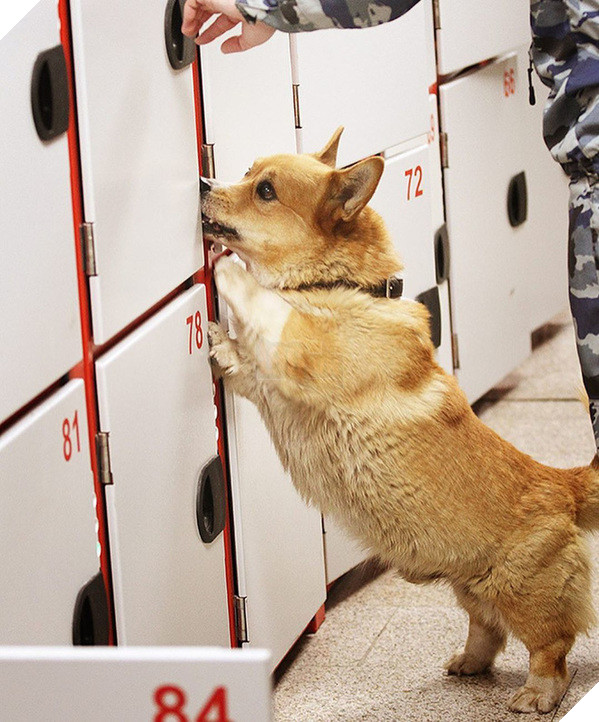 Sau 7 năm cống hiến thanh xu&#226;n cho ng&#224;nh cảnh s&#225;t, cuối c&#249;ng &amp;quot;so&#225;i cẩu&amp;quot; nghiệp vụ Corgi duy nhất tại Nga đ&#227; nghỉ hưu khiến bao người tiếc nuối - Ảnh 3.