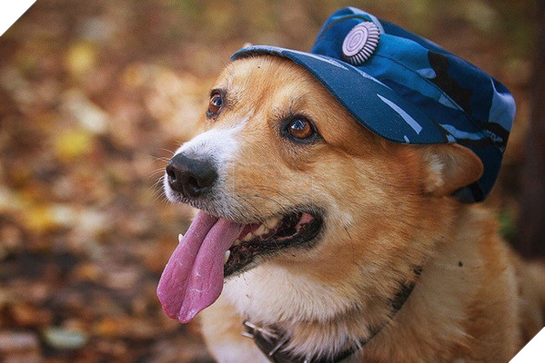Sau 7 năm cống hiến thanh xu&#226;n cho ng&#224;nh cảnh s&#225;t, cuối c&#249;ng &amp;quot;so&#225;i cẩu&amp;quot; nghiệp vụ Corgi duy nhất tại Nga đ&#227; nghỉ hưu khiến bao người tiếc nuối - Ảnh 2.