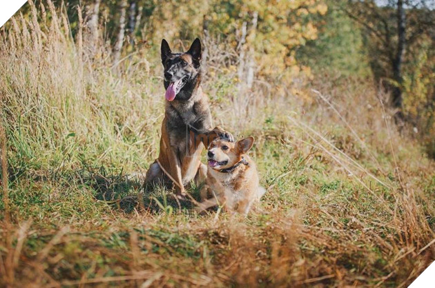  
Thật buồn khi phải chia tay "soái cẩu" nghiệp vụ.