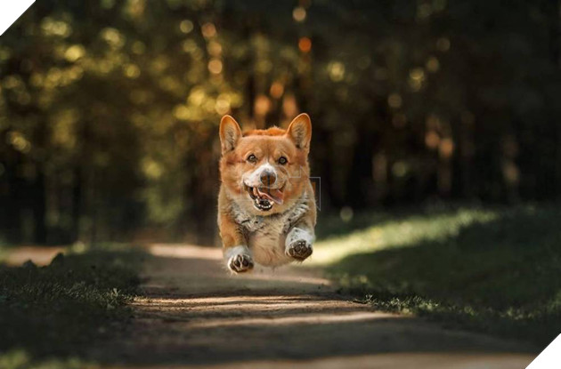  
Chú chó giờ đã trở lại cuộc sống thường nhật, không công việc.