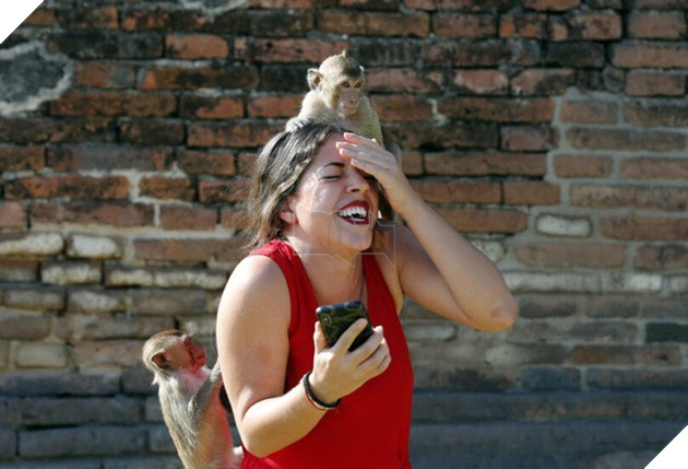 Loạt ảnh khỉ nghiện sex chiếm đóng thành phố tại Thái Lan trông không khác gì phim kinh dị viễn tưởng