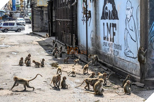Loạt ảnh khỉ nghiện sex chiếm đóng thành phố tại Thái Lan trông không khác gì phim kinh dị viễn tưởng 2