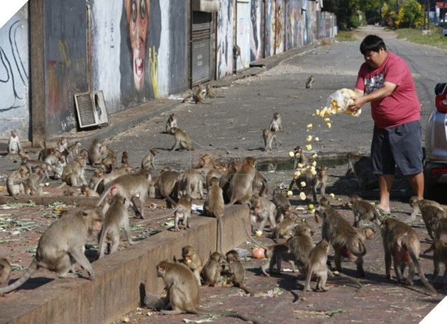 Loạt ảnh khỉ nghiện sex chiếm đóng thành phố tại Thái Lan trông không khác gì phim kinh dị viễn tưởng 3