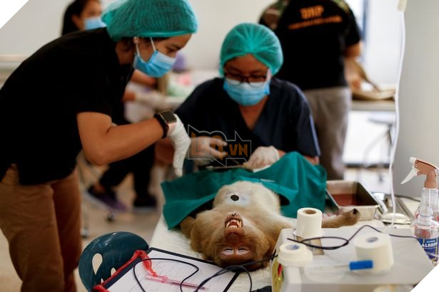 Loạt ảnh khỉ nghiện sex chiếm đóng thành phố tại Thái Lan trông không khác gì phim kinh dị viễn tưởng 4