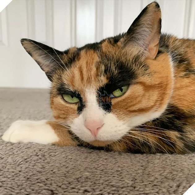 Mang thần thái siết nợ , cô mèo ghê gớm nổi đình đám khắp nơi trên mạng xã hội