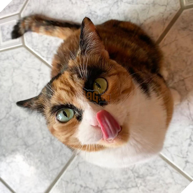 Mang thần thái &quot;siết nợ&quot;, cô mèo ghê gớm nổi đình đám khắp nơi trên mạng xã hội - Ảnh 4.