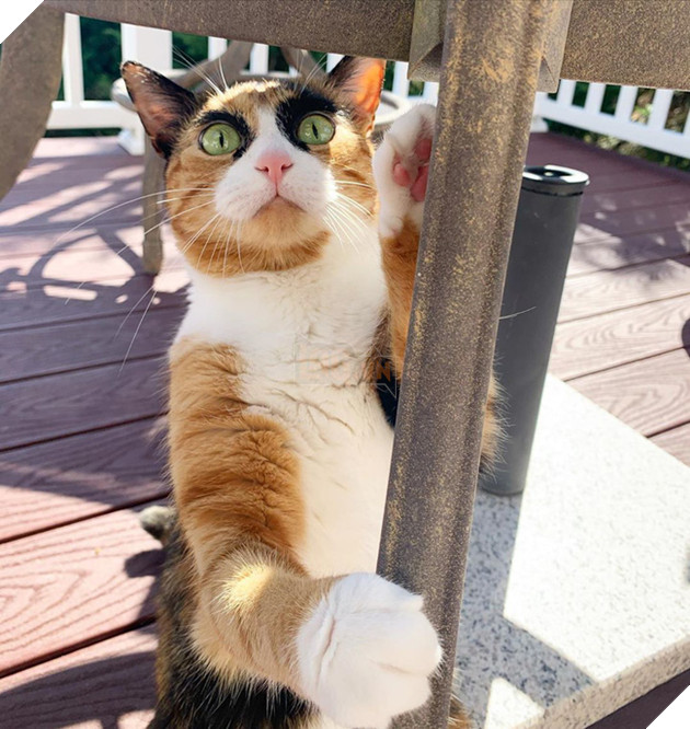 Mang thần thái &quot;siết nợ&quot;, cô mèo ghê gớm nổi đình đám khắp nơi trên mạng xã hội - Ảnh 6.