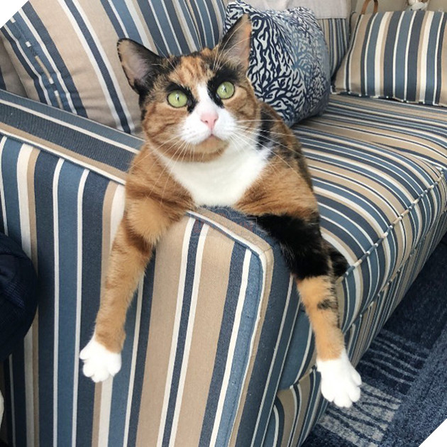 Mang thần thái &quot;siết nợ&quot;, cô mèo ghê gớm nổi đình đám khắp nơi trên mạng xã hội - Ảnh 8.