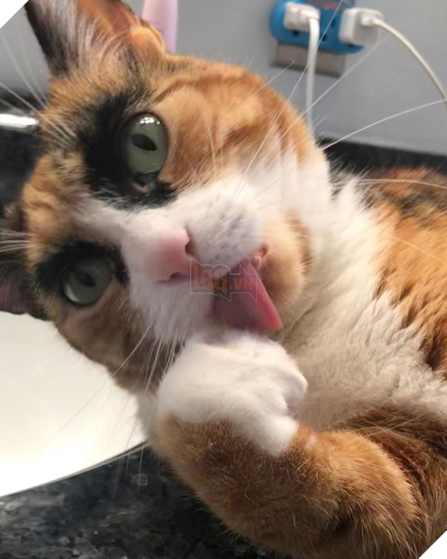 Mang thần thái &quot;siết nợ&quot;, cô mèo ghê gớm nổi đình đám khắp nơi trên mạng xã hội - Ảnh 10.