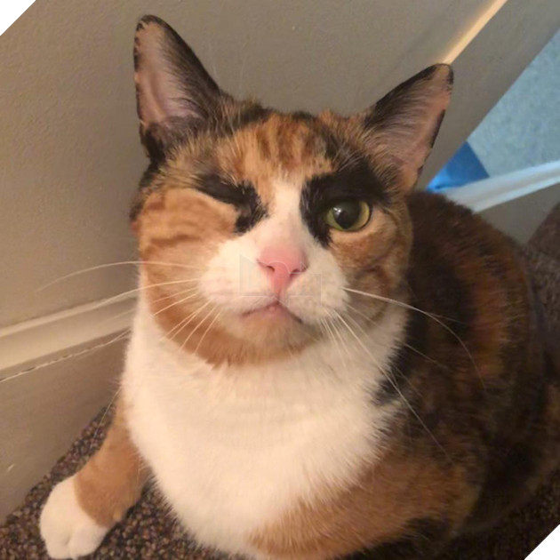 Mang thần thái &quot;siết nợ&quot;, cô mèo ghê gớm nổi đình đám khắp nơi trên mạng xã hội - Ảnh 14.