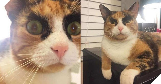 Mang thần thái &quot;siết nợ&quot;, cô mèo ghê gớm nổi đình đám khắp nơi trên mạng xã hội - Ảnh 2.