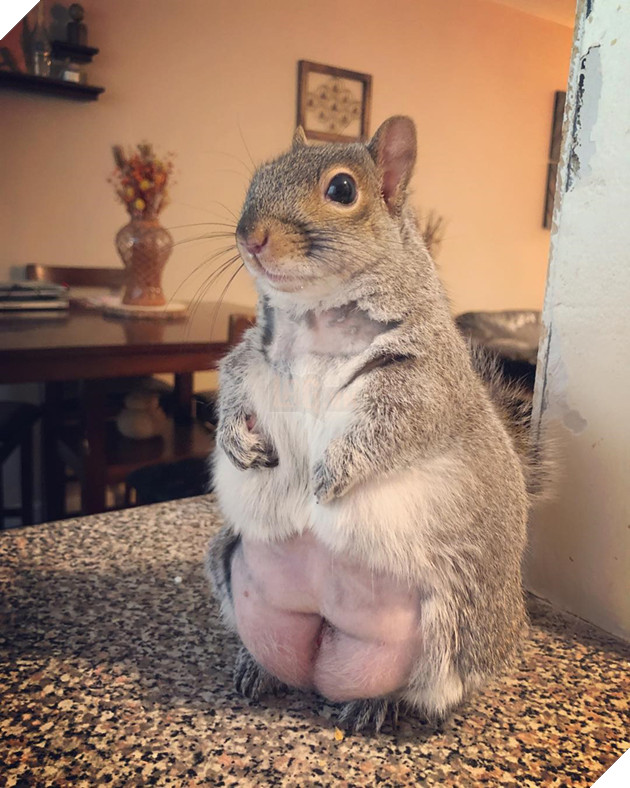 
Vì được cưng chiều quá mức và vỗ béo quá đà nên hiện tại thân hình của nàng ta đã trở nên như thế này đây.