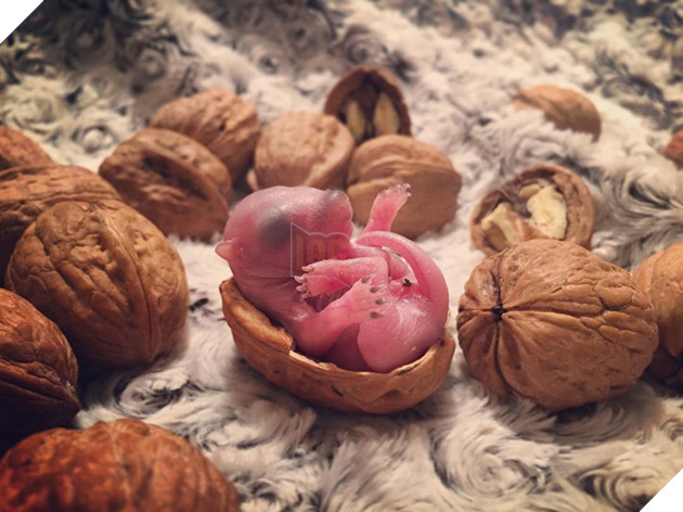 
Một ngày kia, một người đàn ông trở về nhà và phát hiện thấy một con sóc mẹ đã làm một chiếc tổ từ cành cây và quả thông ngay trên giường của mình.