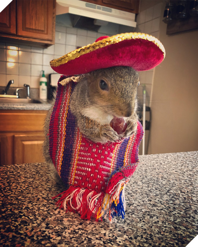 
Cũng giống như mọi con sóc khác, cô nàng cũng thích ăn, và những món khoái khẩu của nó gồm có đậu hà lan, rau cải và quả bơ.