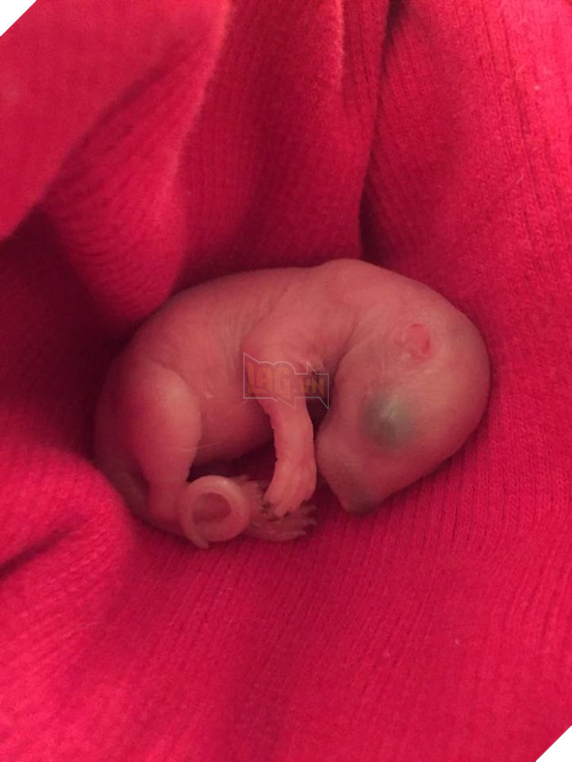 
Không những thế, trong chiếc tổ của nó còn có hai cô nàng sóc con tí hon vừa mới chào đời, còn chưa mở mắt.