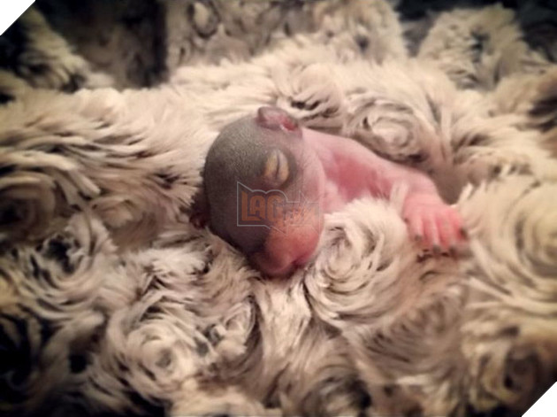 
Tuy nhiên, nàng sóc mẹ vì quá bận rộn xây một chiếc tổ mới nên đã bỏ đi mất, không bao giờ trở lại nữa, và cũng không mang theo hai đứa con nhỏ của mình.