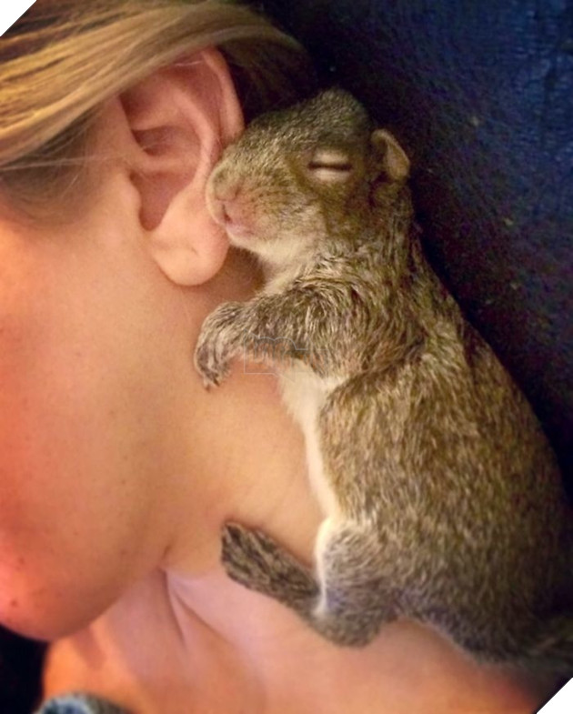 
Chẳng hạn trong khi những chú sóc con khác thích ăn thức ăn từ khi còn nhỏ thì Thumbelina lại chỉ biết uống sữa.