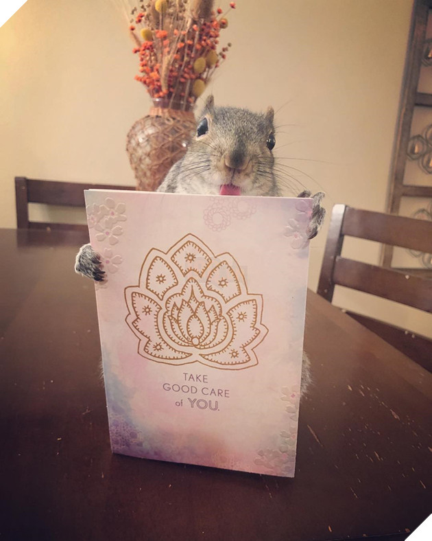 
Hiện tại Thumbelina đã được 2 tuổi, đang sống một cuộc sống vô cùng yên bình và hạnh phúc với hai người chủ thân yêu của mình, và không bị con sóc nào khác quấy rầy cả.