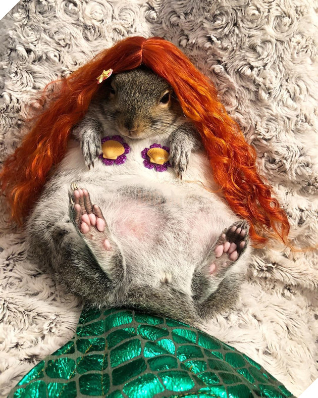 
Một người chủ của nó phải thốt lên rằng chắc nó nghĩ rằng nó không phải là một con sóc.