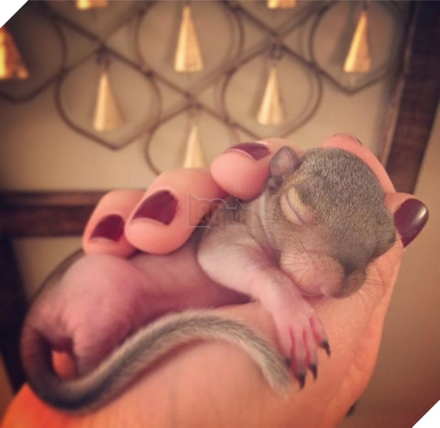 
Thumbelina là một nàng sóc khá đặc biệt từ khi mới chào đời. Vì được sinh ra trái với mùa sinh sản, lại không có mẹ và mất đi cô em gái của mình nên nó bị mất đi tương tác với đồng loại.