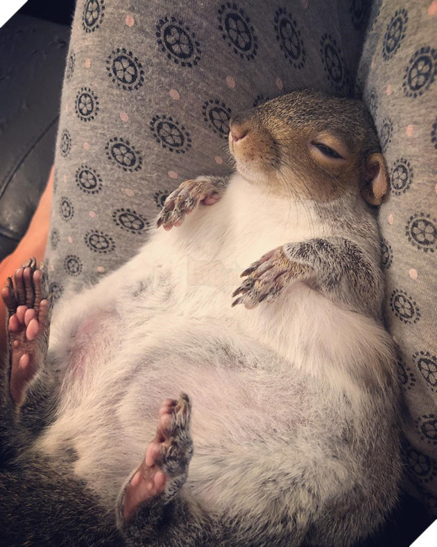 
Thumbelina rất ghét ra ngoài trời và ghét thời tiết lạnh lẽo, nàng ta chỉ thích ở lì trong nhà và ngủ khò khò mà thôi.