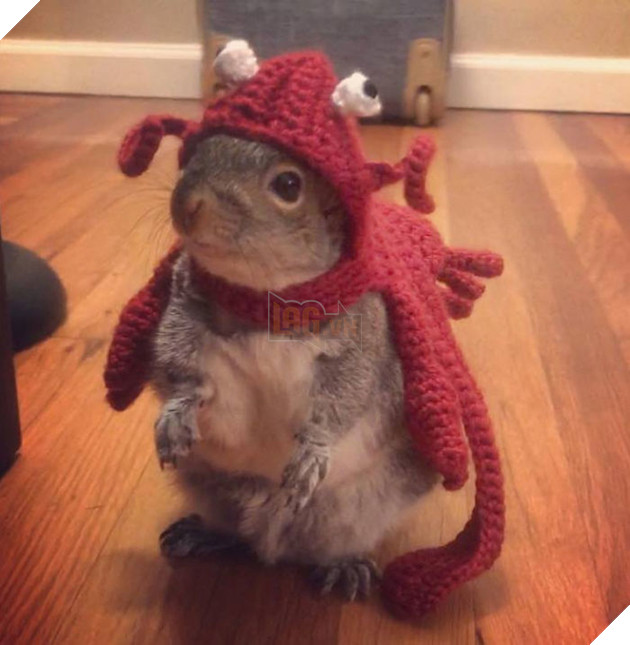 
Và mặc dù nhiều lần được đưa đi giao lưu với những chú sóc khác nhưng Thumbelina chẳng mấy quan tâm, dường như chẳng muốn dính dáng gì đến bọn sóc khác.