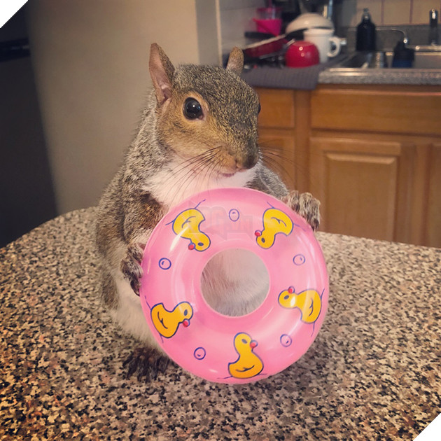 
Quả là một nàng sóc may mắn và đặc biệt đúng không nào!