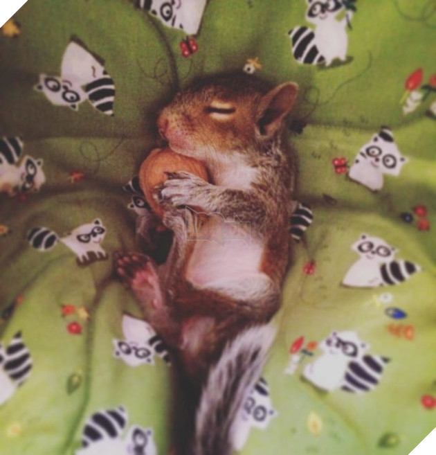 
Thumbelina lớn lên mà chưa từng gặp hay biết đến một chú sóc nào khác, nên nó cũng vô cùng khác biệt và lớn chậm hơn những con sóc khác.