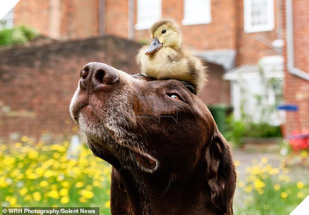Chú chó làm bảo mẫu bất đắc dĩ của vịt con nhưng luôn cưng nựng hết mực, đi đâu cũng cõng trên lưng - Ảnh 1.