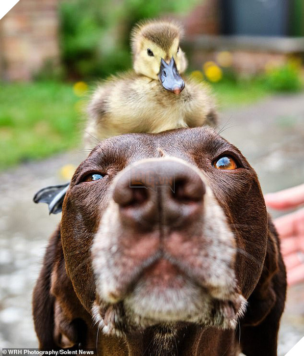 Chú chó làm bảo mẫu bất đắc dĩ của vịt con nhưng luôn cưng nựng hết mực, đi đâu cũng cõng trên lưng - Ảnh 2.