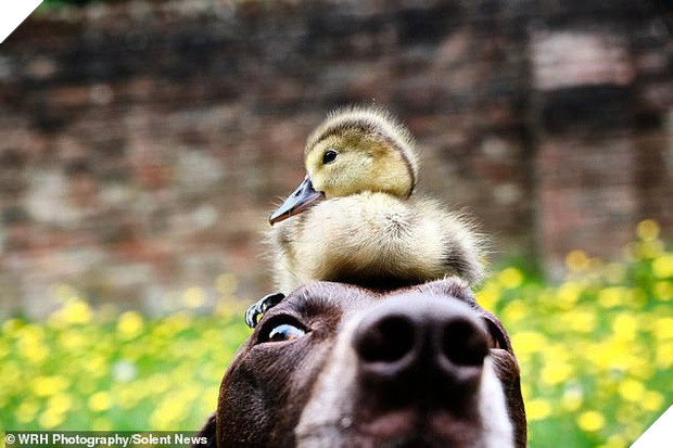 Chú chó làm bảo mẫu bất đắc dĩ của vịt con nhưng luôn cưng nựng hết mực, đi đâu cũng cõng trên lưng - Ảnh 3.