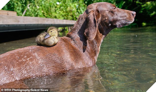 Chú chó làm bảo mẫu bất đắc dĩ của vịt con nhưng luôn cưng nựng hết mực, đi đâu cũng cõng trên lưng - Ảnh 4.
