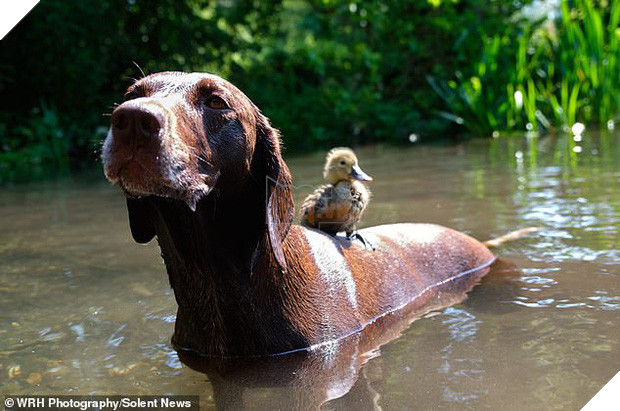 Chú chó làm bảo mẫu bất đắc dĩ của vịt con nhưng luôn cưng nựng hết mực, đi đâu cũng cõng trên lưng - Ảnh 5.