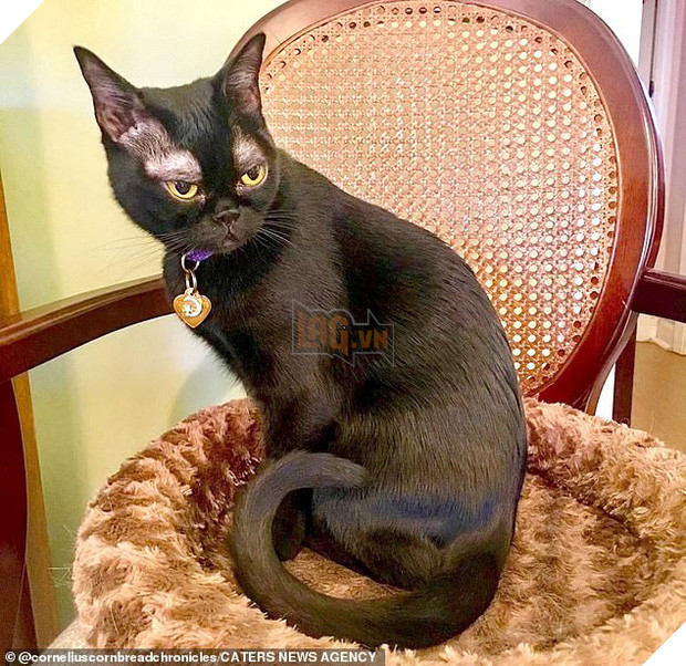 Trời sinh chỏm lông mày trắng, chú mèo bỗng dưng mang gương mặt u sầu khiến MXH chao đảo - Ảnh 1.