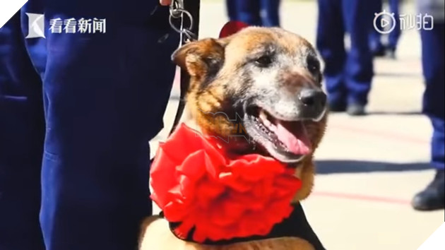  
Các chú chó đeo nơ đỏ trong buổi giải ngũ. (Ảnh cắt từ clip)