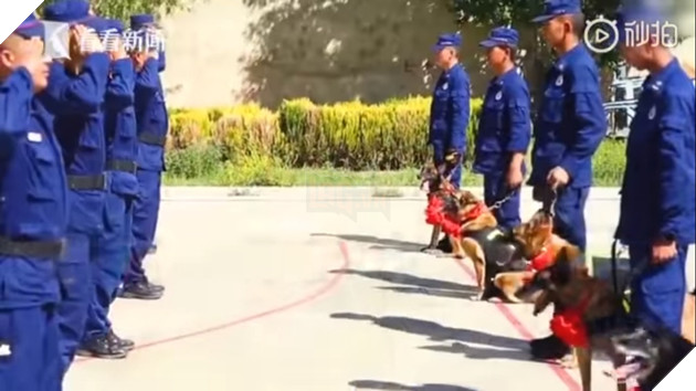  
Những người huấn luyện chào tạm biệt các chú chó của mình. (Ảnh cắt từ clip)