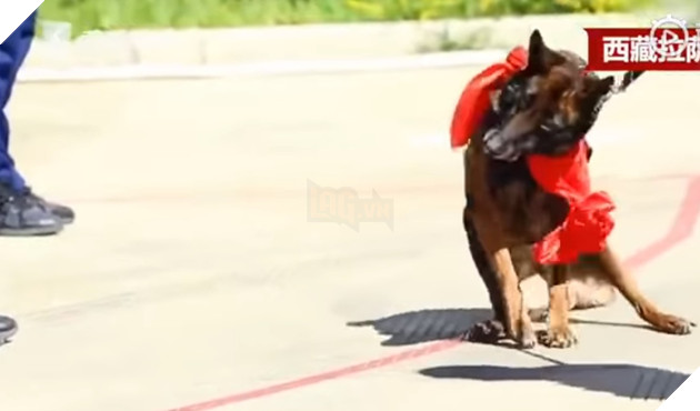  
Chú chó vẫn cố gắng lao về phía người huấn luyện. (Ảnh cắt từ clip)