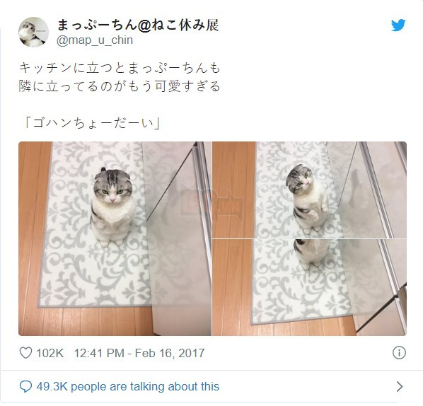 Biểu cảm 'dỗi cả thế giới' của chú mèo khi đòi chủ nhân ôm nhưng không được