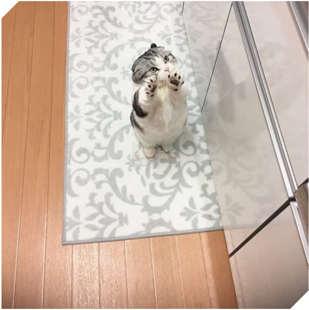 Biểu cảm 'dỗi cả thế giới' của chú mèo khi đòi chủ nhân ôm nhưng không được 2