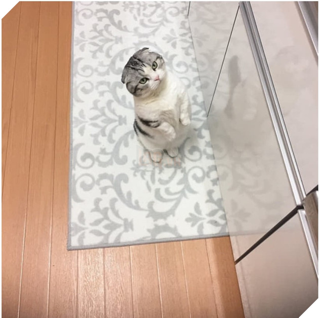 Biểu cảm 'dỗi cả thế giới' của chú mèo khi đòi chủ nhân ôm nhưng không được 3