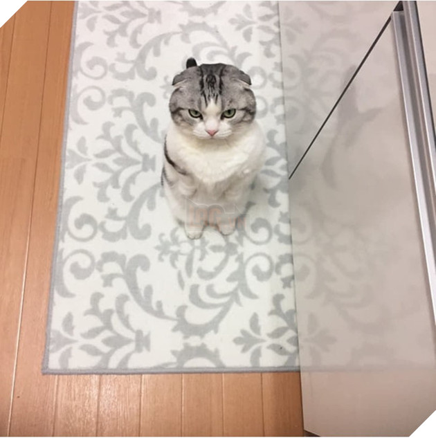 Biểu cảm 'dỗi cả thế giới' của chú mèo khi đòi chủ nhân ôm nhưng không được 4