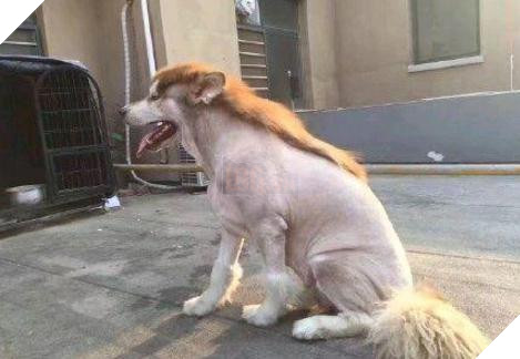   
Chú chó sau khi được cạo lông phong cách ngựa. (Ảnh: Weibo)