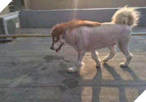  
Bước đi và bộ lông trông cũng "ra gì" phết đấy. (Ảnh: Weibo)