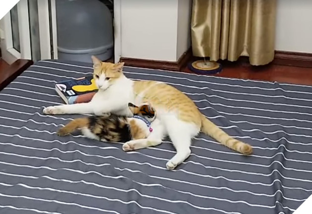 Mèo công công tình nguyện làm bảo mẫu, nhìn cái mặt phê pha khi cho mèo con bú của bà mẹ bất đắc dĩ này mới thật buồn cười! - Hình 3