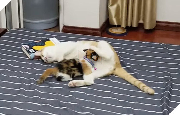 Mèo công công tình nguyện làm bảo mẫu, nhìn cái mặt phê pha khi cho mèo con bú của bà mẹ bất đắc dĩ này mới thật buồn cười! - Hình 5