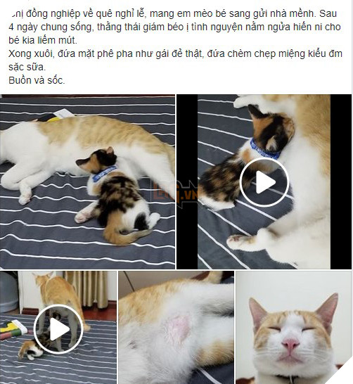 Mèo công công tình nguyện làm bảo mẫu, nhìn cái mặt phê pha khi cho mèo con bú của bà mẹ bất đắc dĩ này mới thật buồn cười! - Hình 1