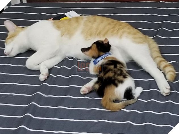 Mèo công công tình nguyện làm bảo mẫu, nhìn cái mặt phê pha khi cho mèo con bú của bà mẹ bất đắc dĩ này mới thật buồn cười! - Hình 4