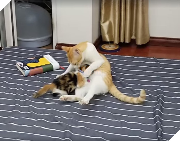 Mèo công công tình nguyện làm bảo mẫu, nhìn cái mặt phê pha khi cho mèo con bú của bà mẹ bất đắc dĩ này mới thật buồn cười! - Hình 2