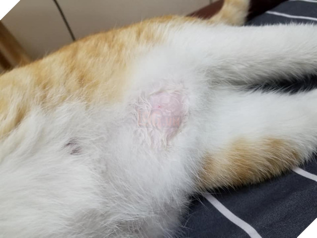 Mèo công công tình nguyện làm bảo mẫu, nhìn cái mặt phê pha khi cho mèo con bú của bà mẹ bất đắc dĩ này mới thật buồn cười! - Hình 6